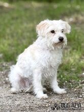 BAMBIE, Hund, Mischlingshund in Slowakische Republik - Bild 5