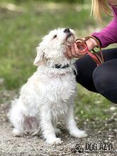 BAMBIE, Hund, Mischlingshund in Slowakische Republik - Bild 7