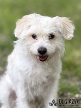 BAMBIE, Hund, Mischlingshund in Slowakische Republik - Bild 9