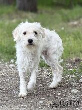 BARBIE, Hund, Mischlingshund in Slowakische Republik - Bild 1