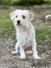 BARBIE, Hund, Mischlingshund in Slowakische Republik - Bild 10