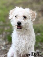 BARBIE, Hund, Mischlingshund in Slowakische Republik - Bild 11