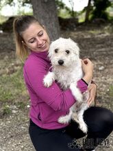 BARBIE, Hund, Mischlingshund in Slowakische Republik - Bild 12