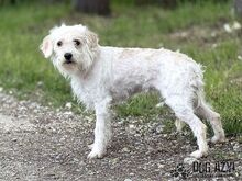 BARBIE, Hund, Mischlingshund in Slowakische Republik - Bild 2