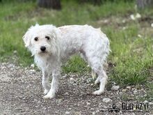 BARBIE, Hund, Mischlingshund in Slowakische Republik - Bild 3
