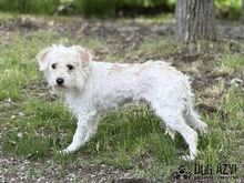 BARBIE, Hund, Mischlingshund in Slowakische Republik - Bild 5