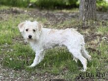 BARBIE, Hund, Mischlingshund in Slowakische Republik - Bild 6
