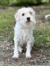 BARBIE, Hund, Mischlingshund in Slowakische Republik - Bild 7
