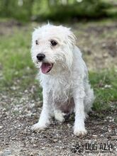 BARBIE, Hund, Mischlingshund in Slowakische Republik - Bild 8