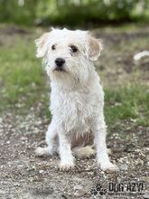 BARBIE, Hund, Mischlingshund in Slowakische Republik - Bild 9