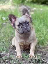 PIKACHU, Hund, Mischlingshund in Slowakische Republik - Bild 1