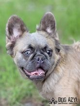 PIKACHU, Hund, Mischlingshund in Slowakische Republik - Bild 10
