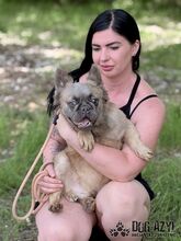 PIKACHU, Hund, Mischlingshund in Slowakische Republik - Bild 11