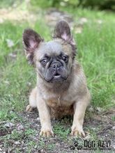 PIKACHU, Hund, Mischlingshund in Slowakische Republik - Bild 2