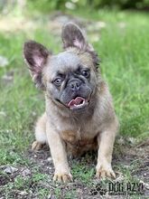 PIKACHU, Hund, Mischlingshund in Slowakische Republik - Bild 4