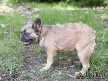 PIKACHU, Hund, Mischlingshund in Slowakische Republik - Bild 5
