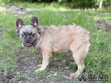 PIKACHU, Hund, Mischlingshund in Slowakische Republik - Bild 6