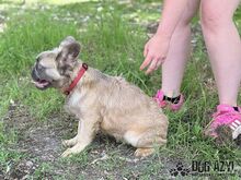 PIKACHU, Hund, Mischlingshund in Slowakische Republik - Bild 7