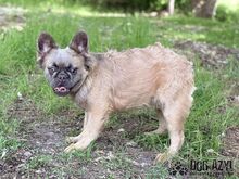 PIKACHU, Hund, Mischlingshund in Slowakische Republik - Bild 8