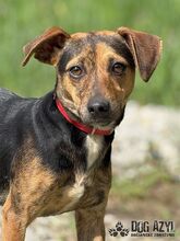 AMANI, Hund, Mischlingshund in Slowakische Republik - Bild 1