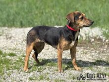 AMANI, Hund, Mischlingshund in Slowakische Republik - Bild 10