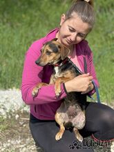 AMANI, Hund, Mischlingshund in Slowakische Republik - Bild 11