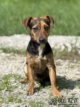 AMANI, Hund, Mischlingshund in Slowakische Republik - Bild 2