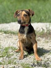 AMANI, Hund, Mischlingshund in Slowakische Republik - Bild 4
