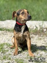 AMANI, Hund, Mischlingshund in Slowakische Republik - Bild 5