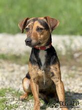AMANI, Hund, Mischlingshund in Slowakische Republik - Bild 7