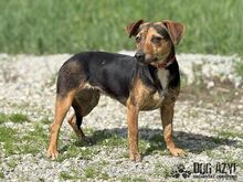 AMANI, Hund, Mischlingshund in Slowakische Republik - Bild 8