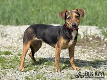 AMANI, Hund, Mischlingshund in Slowakische Republik - Bild 9