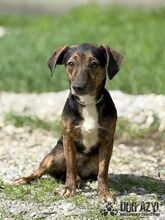 ALYSIA, Hund, Mischlingshund in Slowakische Republik - Bild 1