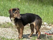 ALYSIA, Hund, Mischlingshund in Slowakische Republik - Bild 10