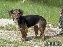 ALYSIA, Hund, Mischlingshund in Slowakische Republik - Bild 11