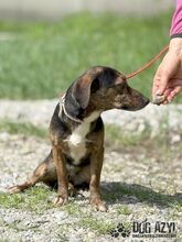 ALYSIA, Hund, Mischlingshund in Slowakische Republik - Bild 12