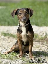 ALYSIA, Hund, Mischlingshund in Slowakische Republik - Bild 2