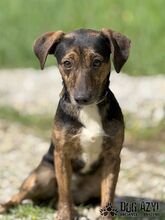 ALYSIA, Hund, Mischlingshund in Slowakische Republik - Bild 3