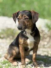 ALYSIA, Hund, Mischlingshund in Slowakische Republik - Bild 4