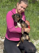 ALYSIA, Hund, Mischlingshund in Slowakische Republik - Bild 5