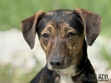 ALYSIA, Hund, Mischlingshund in Slowakische Republik - Bild 6