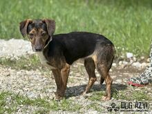 ALYSIA, Hund, Mischlingshund in Slowakische Republik - Bild 8
