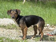 ALYSIA, Hund, Mischlingshund in Slowakische Republik - Bild 9
