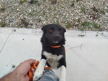 WILLY, Hund, Mischlingshund in Rumänien - Bild 1