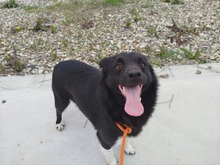 WILLY, Hund, Mischlingshund in Rumänien - Bild 2