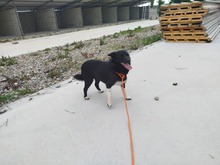 WILLY, Hund, Mischlingshund in Rumänien - Bild 3