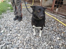 WILLY, Hund, Mischlingshund in Rumänien - Bild 4