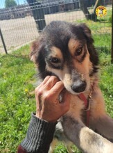 SAMMY, Hund, Mischlingshund in Rumänien - Bild 1