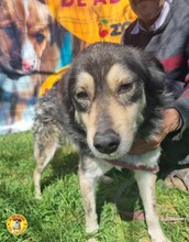 SAMMY, Hund, Mischlingshund in Rumänien - Bild 3