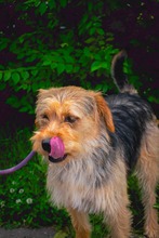 GUSTAV, Hund, Mischlingshund in Rumänien - Bild 1